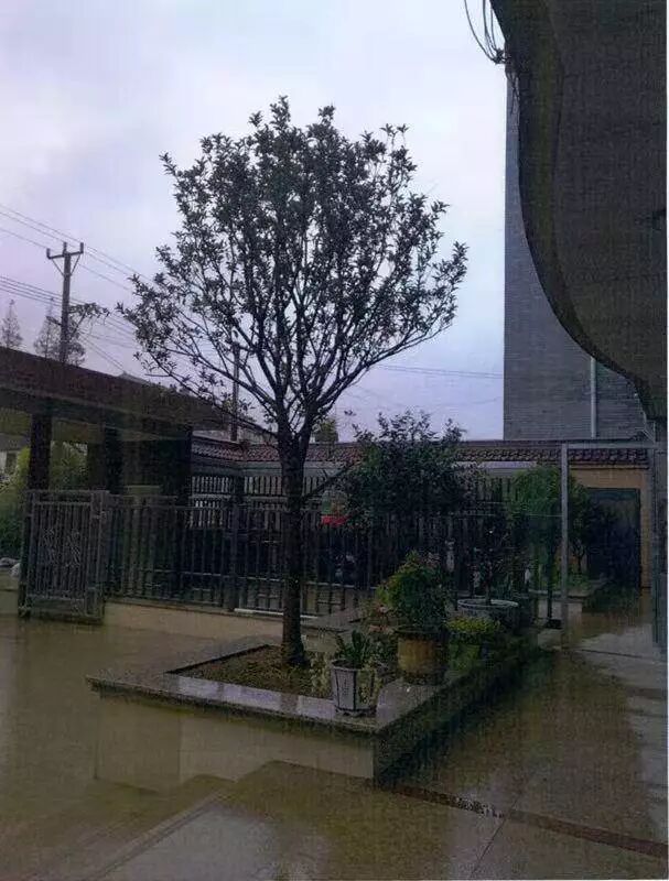 男子偷金桔树送给老婆做礼物 谁知此树价值不菲