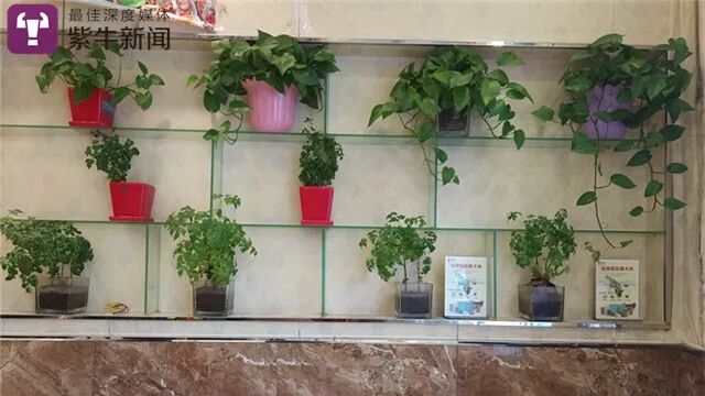【记者看到，陈卫的店里整洁干净，种了不少盆栽】