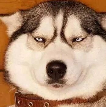 二哈被偷，第二天小偷却乖乖送了回来，哈哈哈，就问你服不服