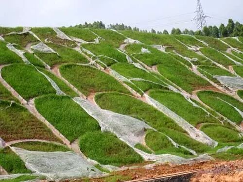 植被混凝土生态防护技术理论与实践