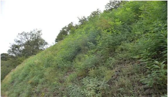 绿色矿山建设中生态修复技术集成的图9