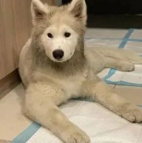 萨摩耶出门玩俩小时变“二哈”，铲屎官洗到崩溃...