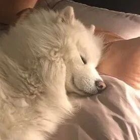 这萨摩耶睡觉的样子真享受！刚领养回来的时候可不是这样……