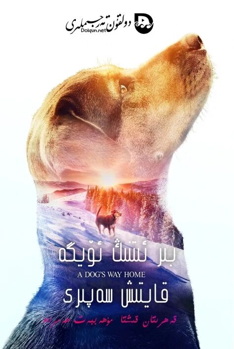 بىر ئىتنىڭ ئۆيگە قايتىش سەپىرى ھەقسىز