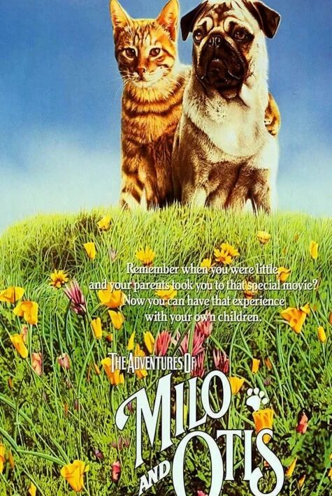 ئىت بىلەن مۈشۈكنىڭ دوسلۇقى ئۆز تىل ھەقسىز