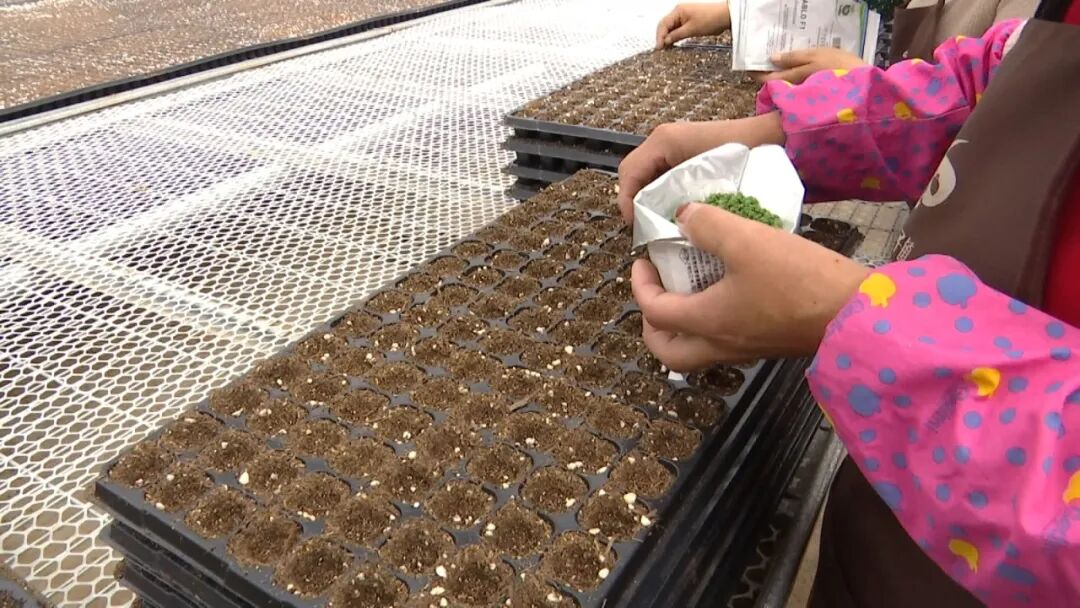 西湾子镇上三道河村最是四月好时光温室大棚育苗忙