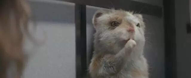 抢不上场场爆满的《战狼 2》，不如来波车企广告片过把瘾