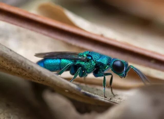 小蜂说虫青蜂我是昆虫世界里最闪亮的星