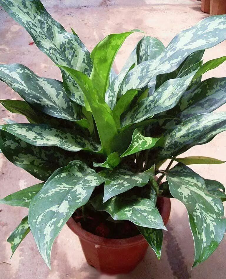 花叶万年青的养植事宜