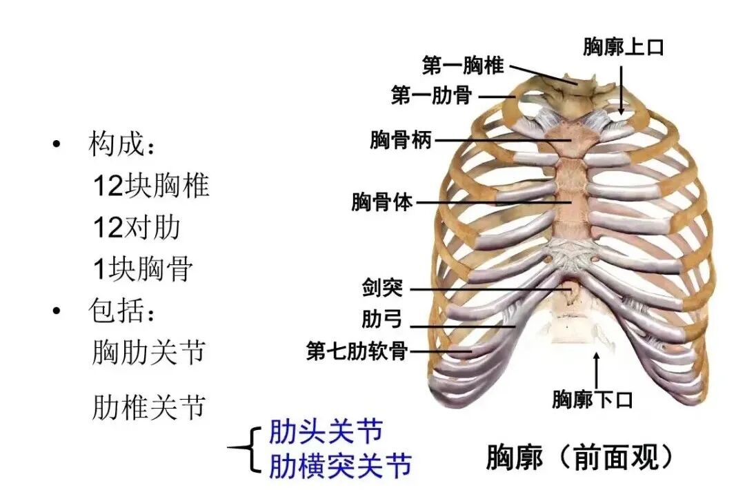 肋骨怎么记忆【科室动态】我院胸外科顺利完成记忆合金环抱器肋骨骨折切开复位内固定术_https://www.jmylbn.com_新闻资讯_第6张