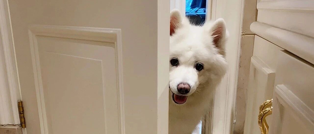 每天叫醒我的不是梦想，而是主子们……