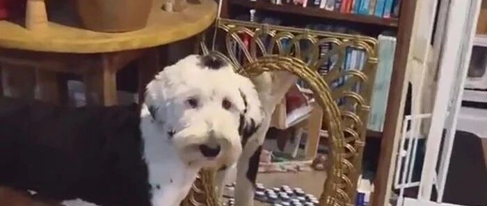 当狗狗学会“说”人话后会发生什么……