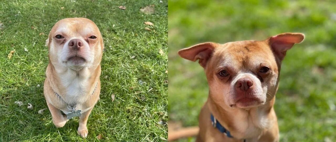 即使是又怂又凶的吉娃娃，也能找到臭味相投的铲屎官