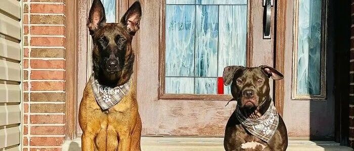 爱汪人士可以为狗勾做到哪一步