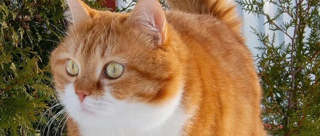 橘猪大佬出没注意！