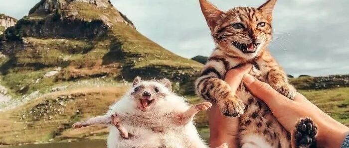 当小刺猬和小猫咪成为好朋友