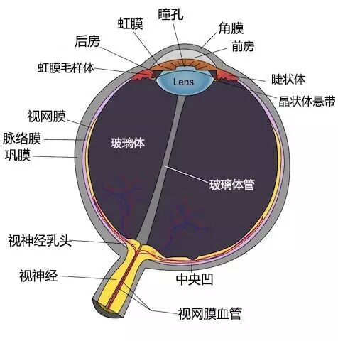 叫做中央凹(有些动物叫做视觉带),而视网膜的其他地方其实分辨率很低