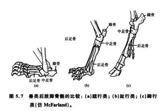 為什麼貓踮著腳走路 人卻用後跟走路 睡前科學故事 把科學帶回家 微文庫