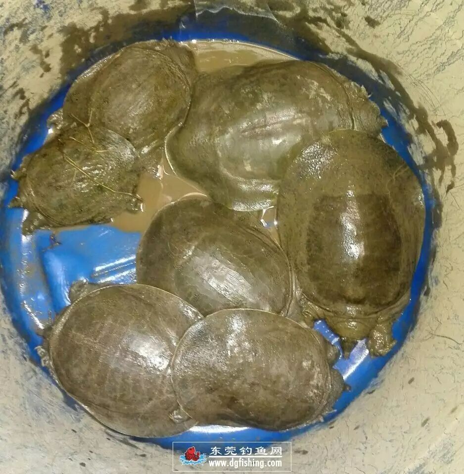 垂钓野生甲鱼的钓法,喂养以及烹饪方法