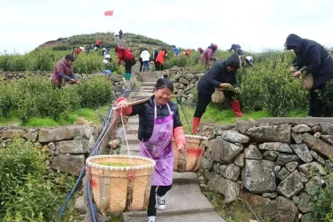 致富三农视频_致富三农养牛视频_三农致富经