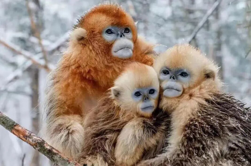 直飞仅¥300+！好玩不输长白山！冬天的它颜值爆表