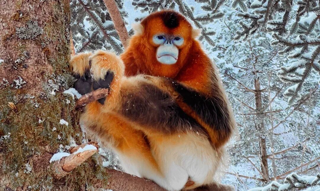 直飞仅¥300+！好玩不输长白山！冬天的它颜值爆表