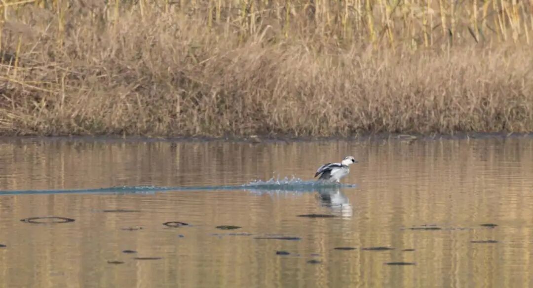 斑头秋沙鸭 .jpg