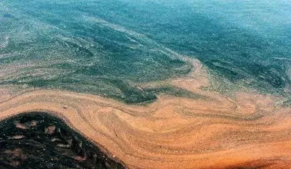 赤潮高发期来了 最近吃这几类海鲜需谨慎