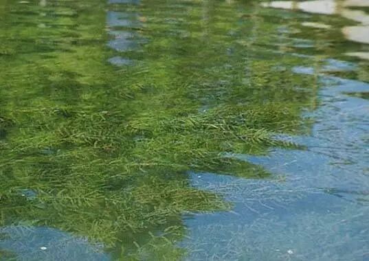 应在3月15日之前完成伊乐藻移栽工作,适当肥水促进伊乐藻生长