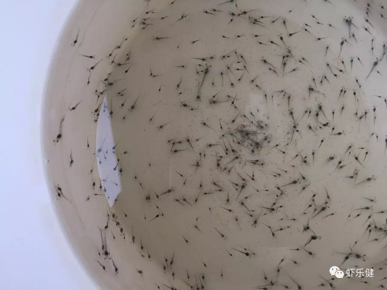 暂养标粗过程需要注意的是放苗密度不宜过大,时间不宜过长,待幼虾体长