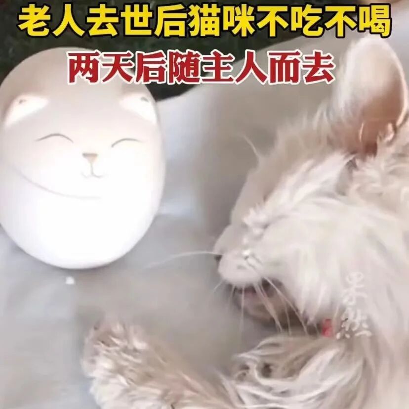 主人去世后19岁猫咪绝食而亡，网友评论泪目了…