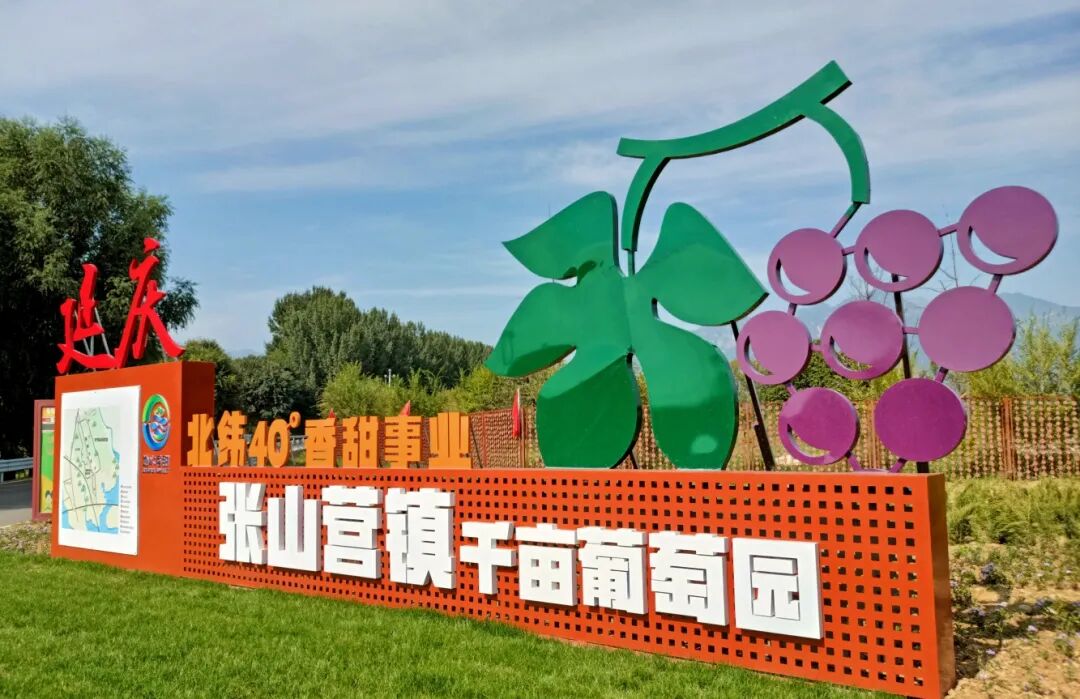 4个千亩 张山营葡萄.jpg