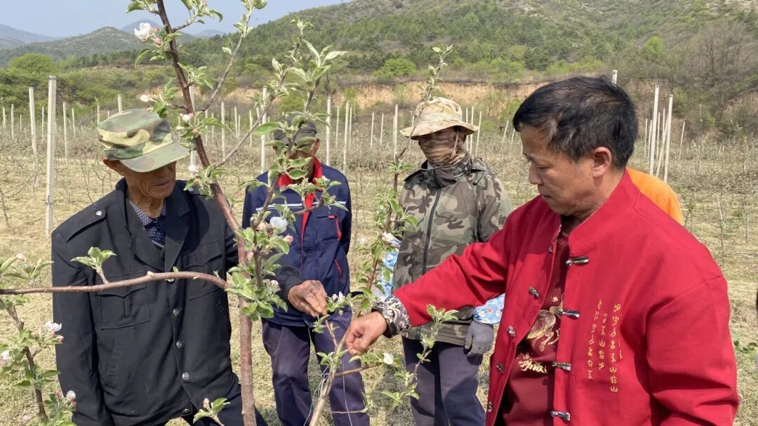 苹果疏花技术培训.jpg