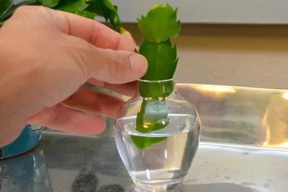 过年家里放一盆这个，大吉大利又招财，你家有吗？