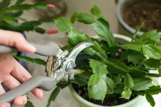过年家里放一盆这个，大吉大利又招财，你家有吗？