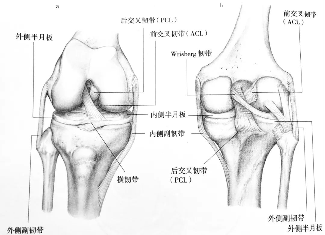 膝关节疼痛的诊治 我们罗列了8 个细节 骨科时间 微信公众号文章阅读 Wemp