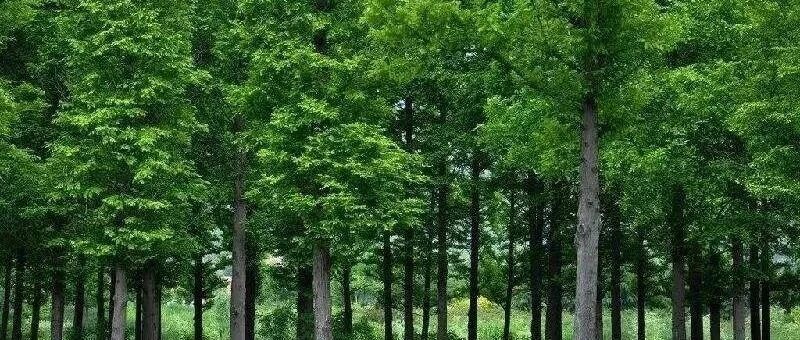 位置在这！千年秀林景观提升工程计划下月开工