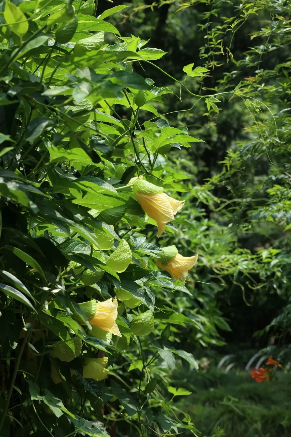 老鼠拉冬瓜 南京中山植物园 微信公众号文章阅读 Wemp