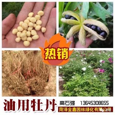 苗木整形修剪的时间原则和方法 必全 微信公众号文章阅读 Wemp