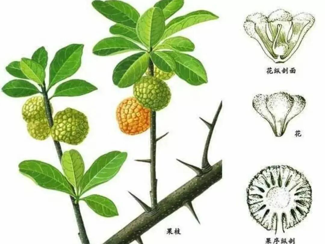 一味中药神通广大，无坚不破，横扫结石、囊肿、增生、肌瘤！