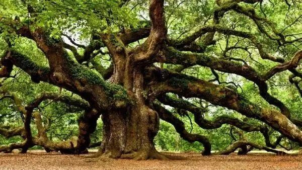 馬可波羅木地板_檫木做地板怎么樣_歐朗地板水晶簾香椿木hg822