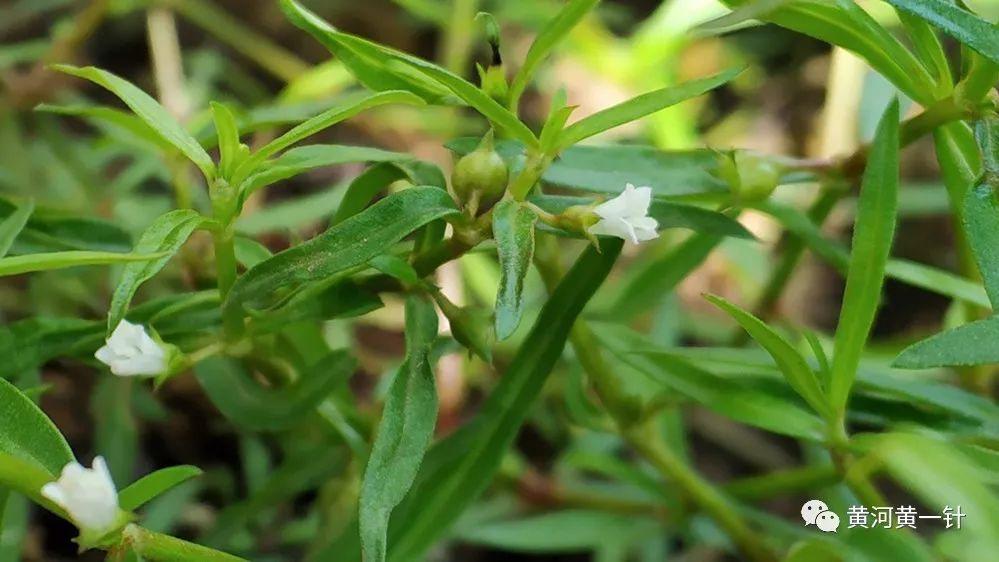 黄河草药学堂 白花蛇舌草 黄河黄一针 微信公众号文章阅读 Wemp