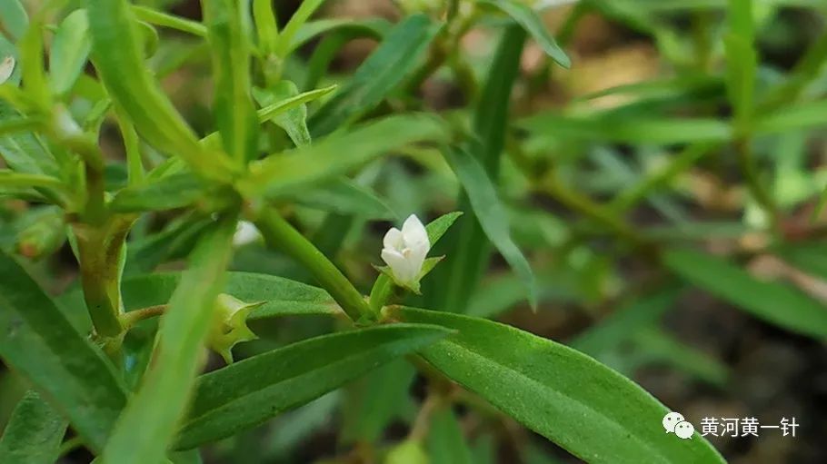 黄河草药学堂 白花蛇舌草 黄河黄一针 微信公众号文章阅读 Wemp