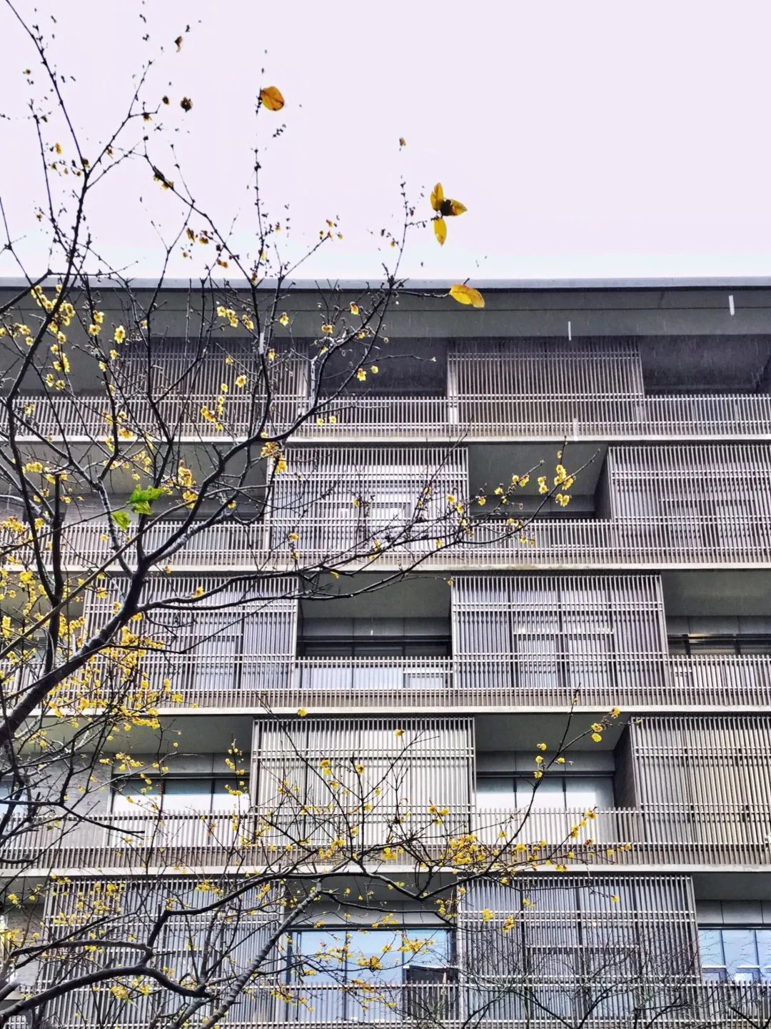 挑廊是什么意思_挑廊怎么读_挑廊