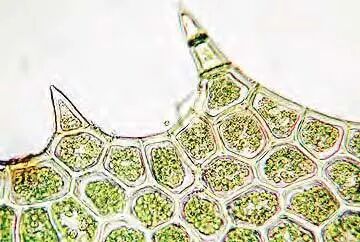 挑廊是什么意思_挑廊怎么读_挑廊