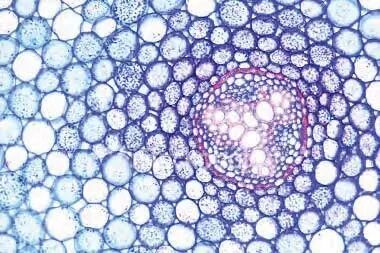 挑廊_挑廊是什么意思_挑廊怎么读