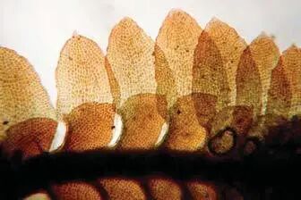 挑廊是什么意思_挑廊_挑廊怎么读