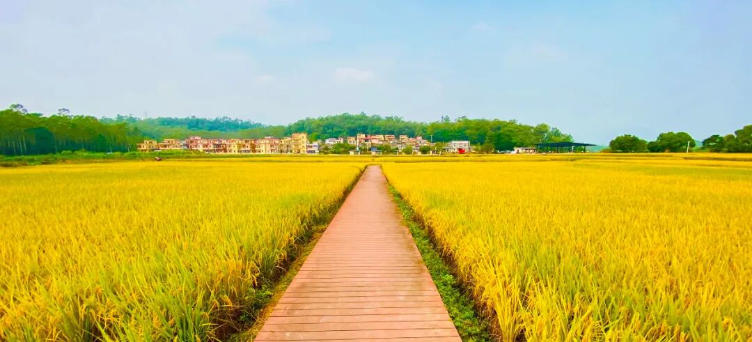 质朴的人情与温暖的力量一起感受土地的气味相约大沙镇大塘面村暨秋收