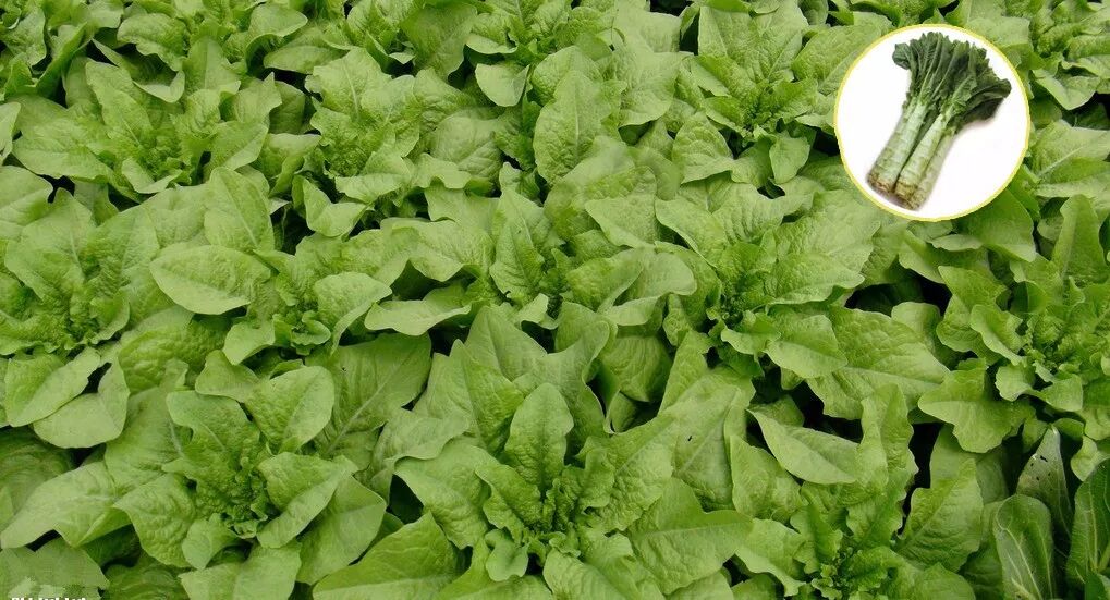 施肥|绿叶蔬菜种类繁多 常见叶类蔬菜施肥技术