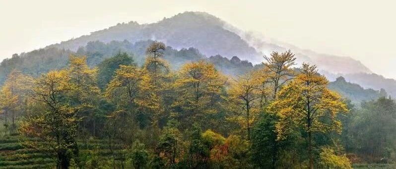 一起“森”呼吸！杭州这些国家级公园，你去过几处？